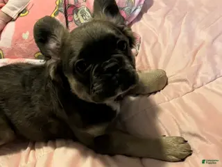 French Bulldog dogs French Bulldog Puppy 1 - Ad 8