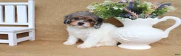 Cavapoo dogs for sale: Valerie- Merle Cavapoo - Ad 3