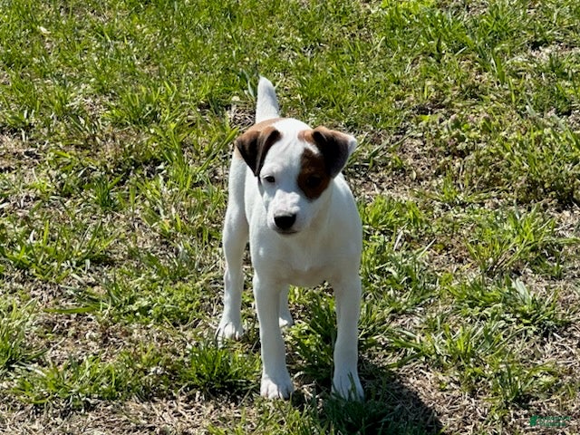 Jack Russell Terrier dogs Jack Russell Terrier Boy 1 - Ad 2