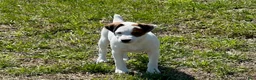 Jack Russell Terrier dogs for sale: Jack Russell Terrier Boy 1 - Ad 2