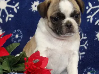 Jug dogs Brielle - Ad 2