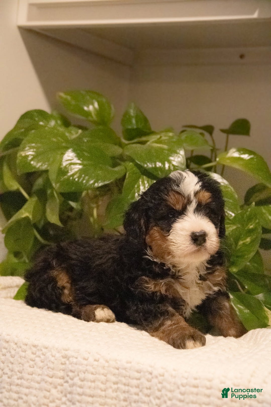 Mini Bernedoodle dogs for sale: Tezla - Ad 3