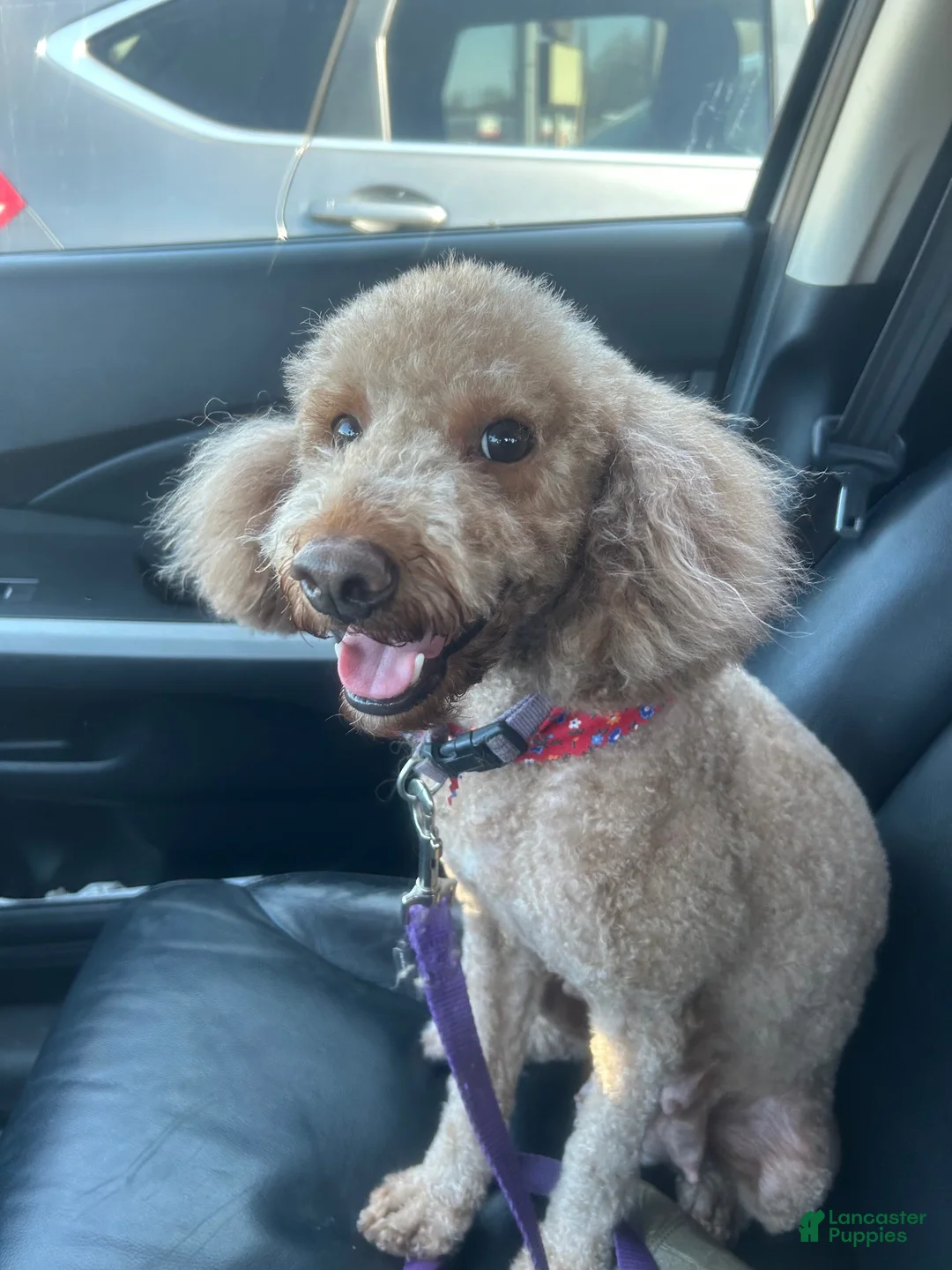 Mini Goldendoodle dogs for sale: Mini Goldendoodle Puppy 1 - Ad 5