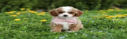 Cavapoo dogs for sale: Bambi - Ad 8