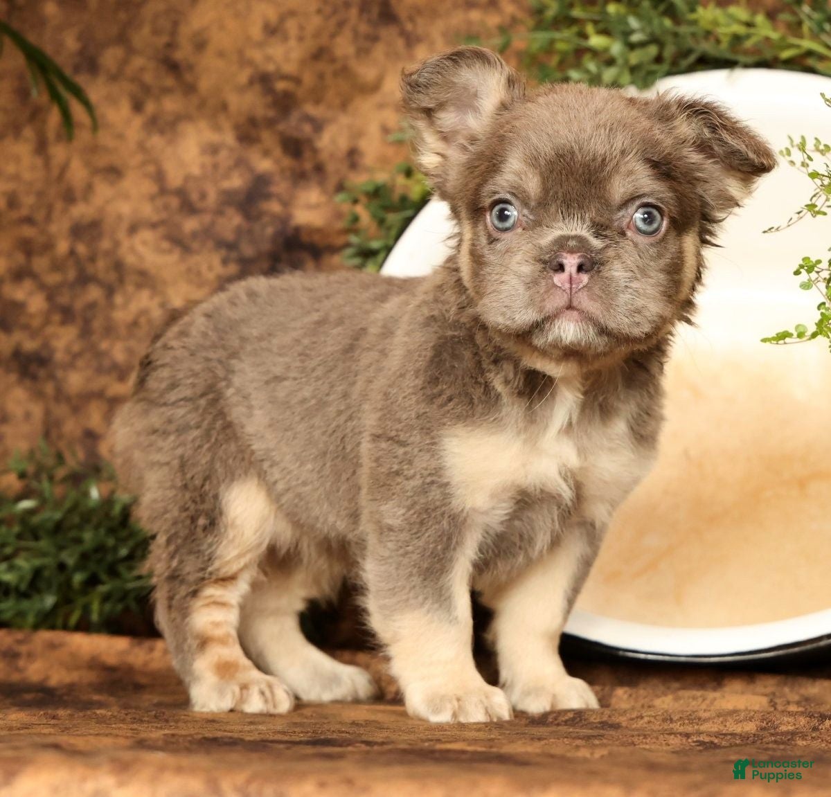 French Bulldog dogs for sale: Dana - Ad 7