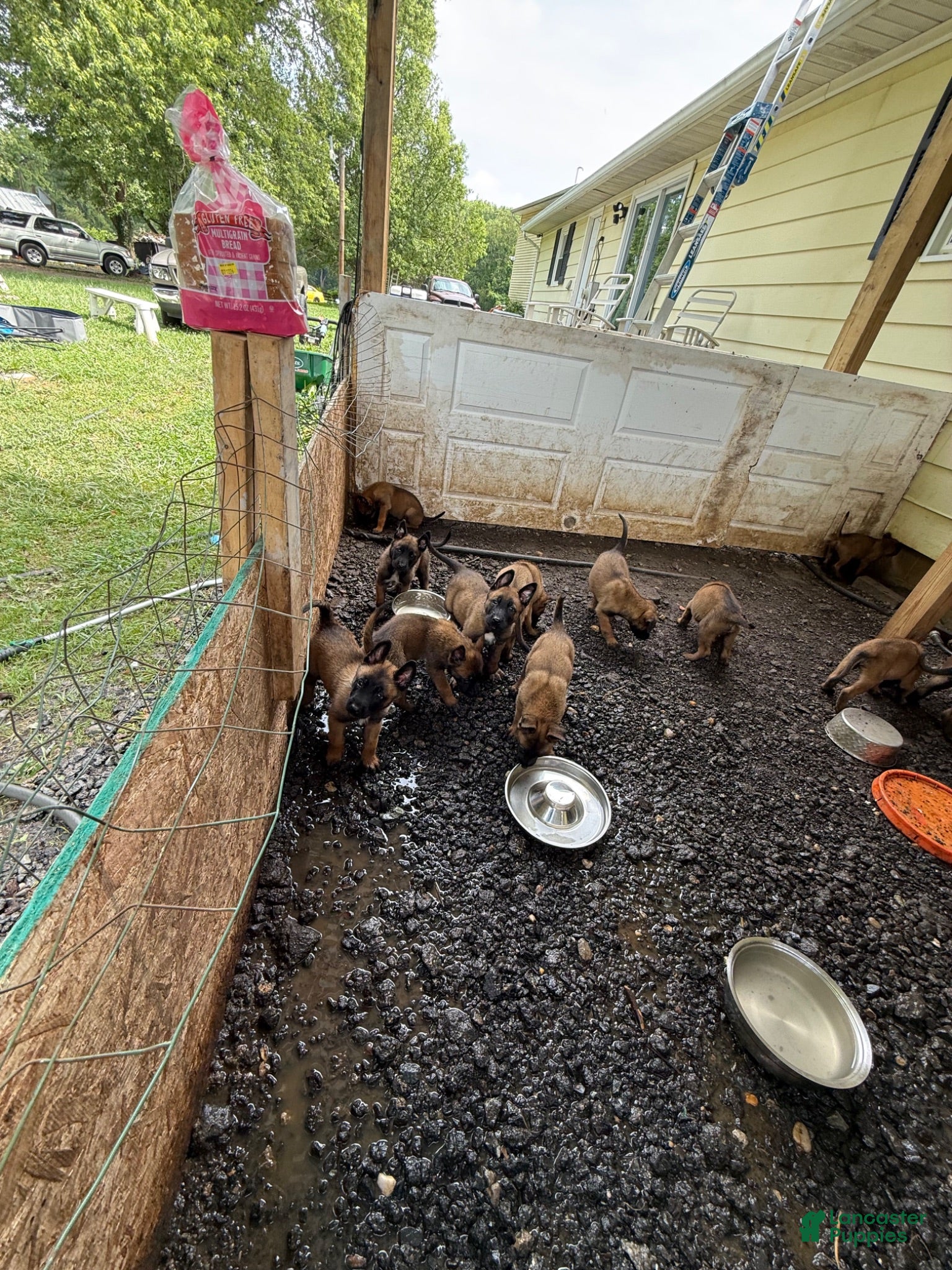 Belgian Malinois dogs Belgian Malinois 8 - Ad 1