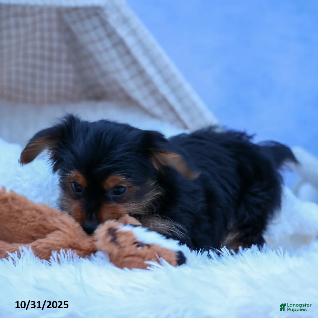 Yorkshire Terrier dogs for sale: Winston - Ad 15