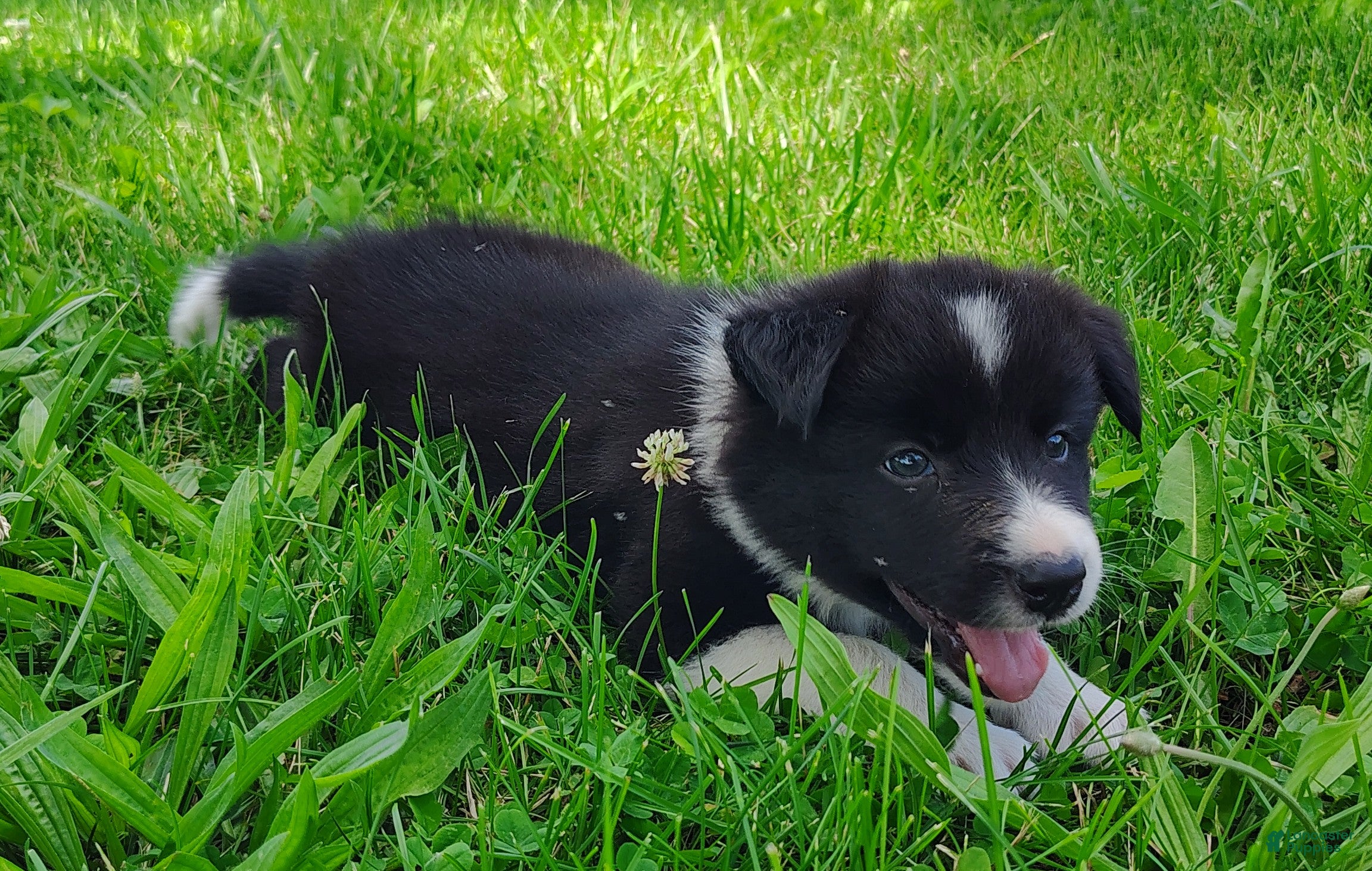 Border Collie dogs Giligan  - Ad 1