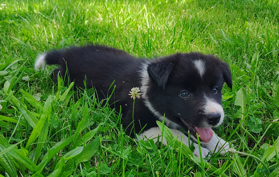 Border Collie dogs for sale: Giligan  - Ad 1