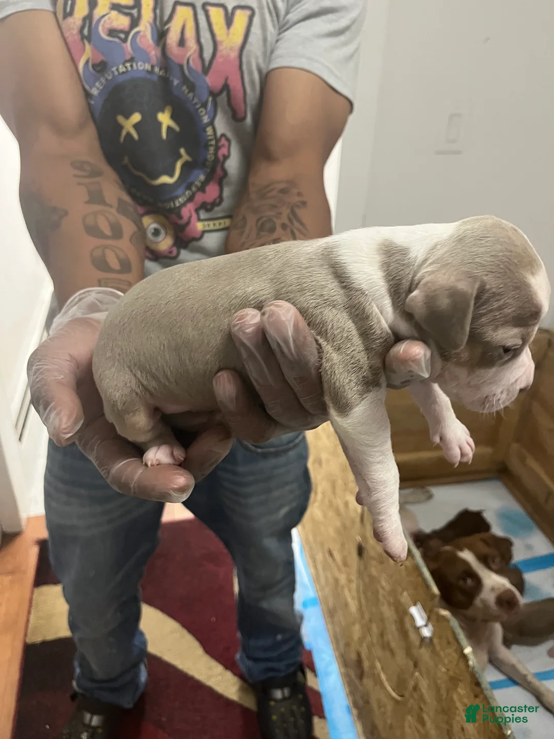 American Pit Bull Terrier dogs for sale: American Pit Bull Terrier 4 - Ad 2