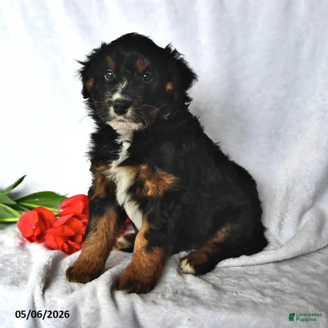 Mixed Breed dogs for sale: Brady - Ad 1
