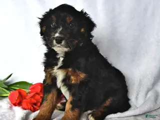 Mixed Breed dogs for sale: Brady - Ad 2