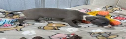 Italian Greyhound dogs for sale: Buzz - Ad 8