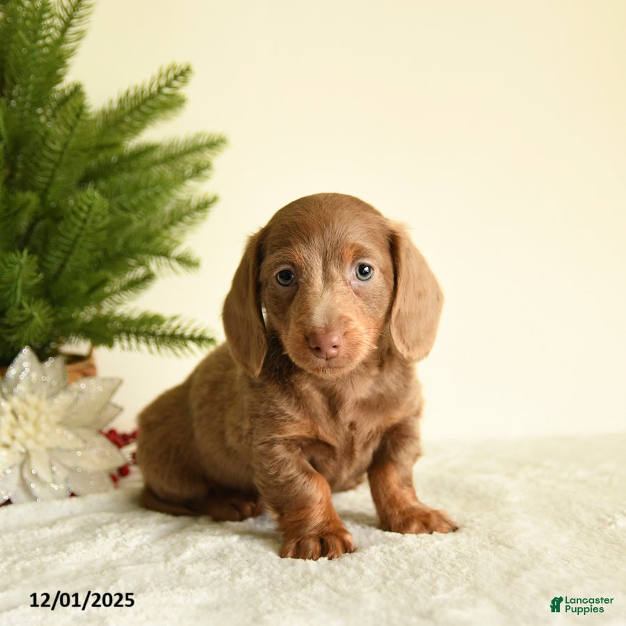 Miniature Dachshund dogs Wafer - Ad 2