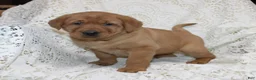 Labrador Retriever dogs for sale: Rex - Ad 2