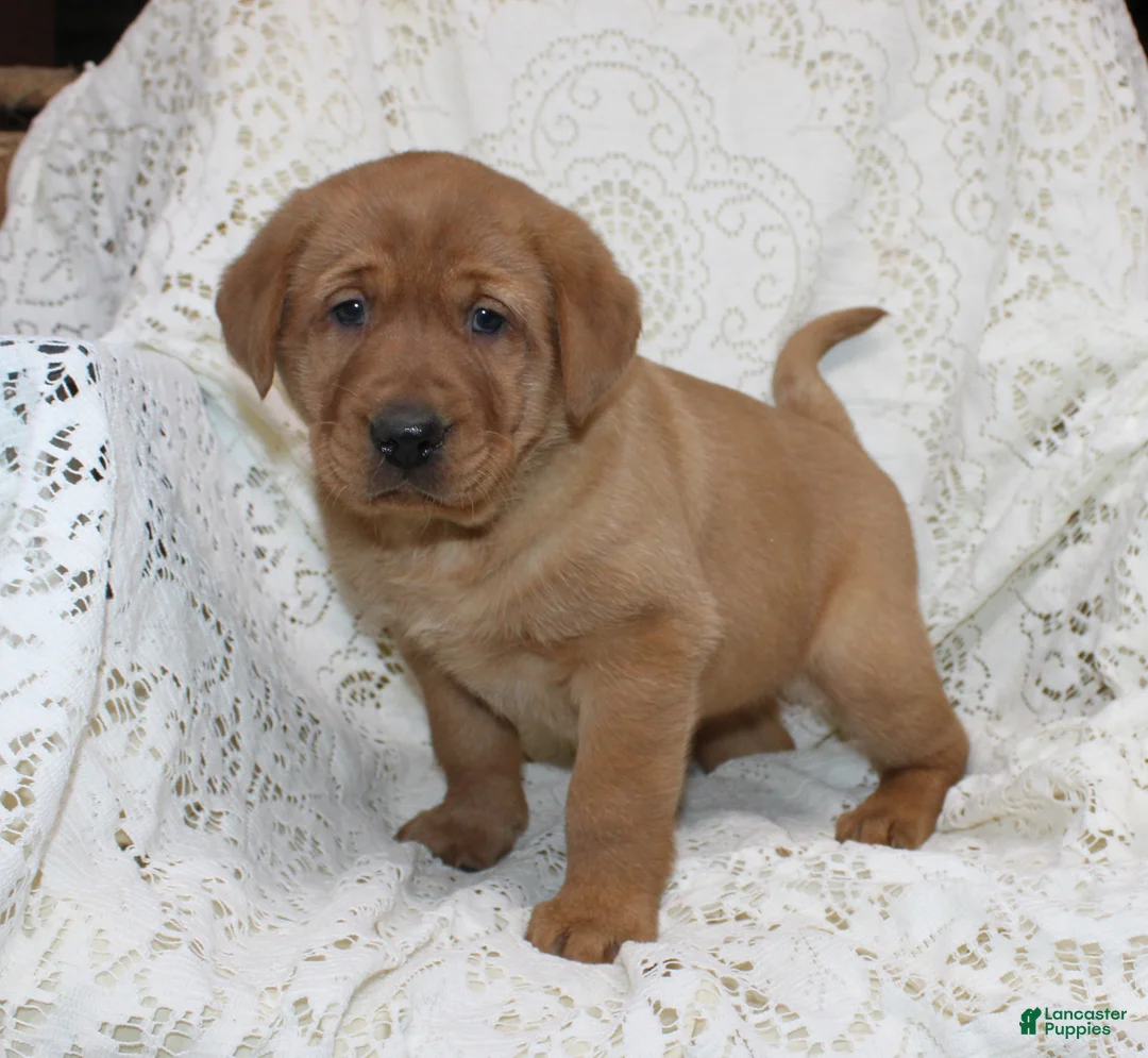 Labrador Retriever dogs for sale: Rex - Ad 2