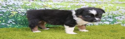 Australian Shepherd dogs for sale: Leo - Ad 2