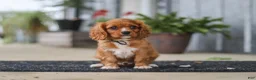Cavalier King Charles Spaniel dogs for sale: Chase - Ad 5