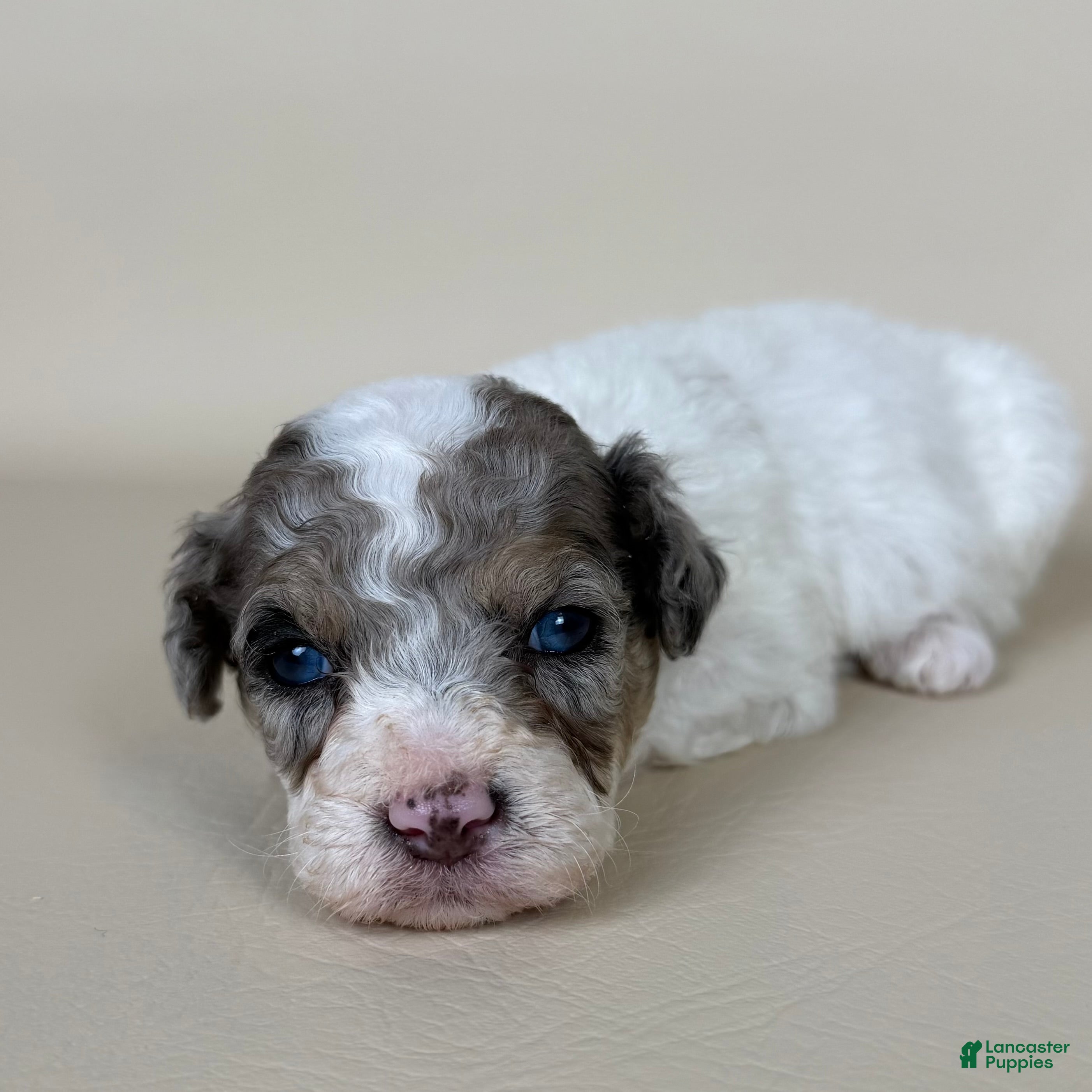 Maltipoo dogs Beckham - Ad 1