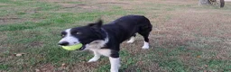 Border Collie dogs for sale: Border Collie 4 - Ad 2