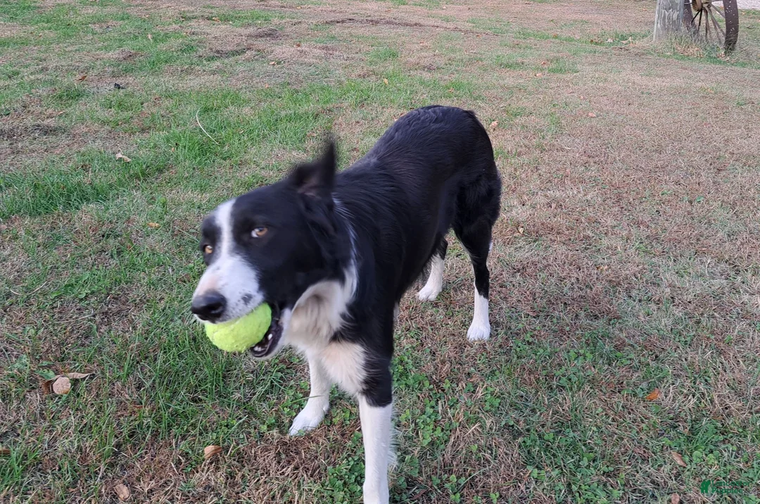 Border Collie dogs for sale: Border Collie 4 - Ad 2