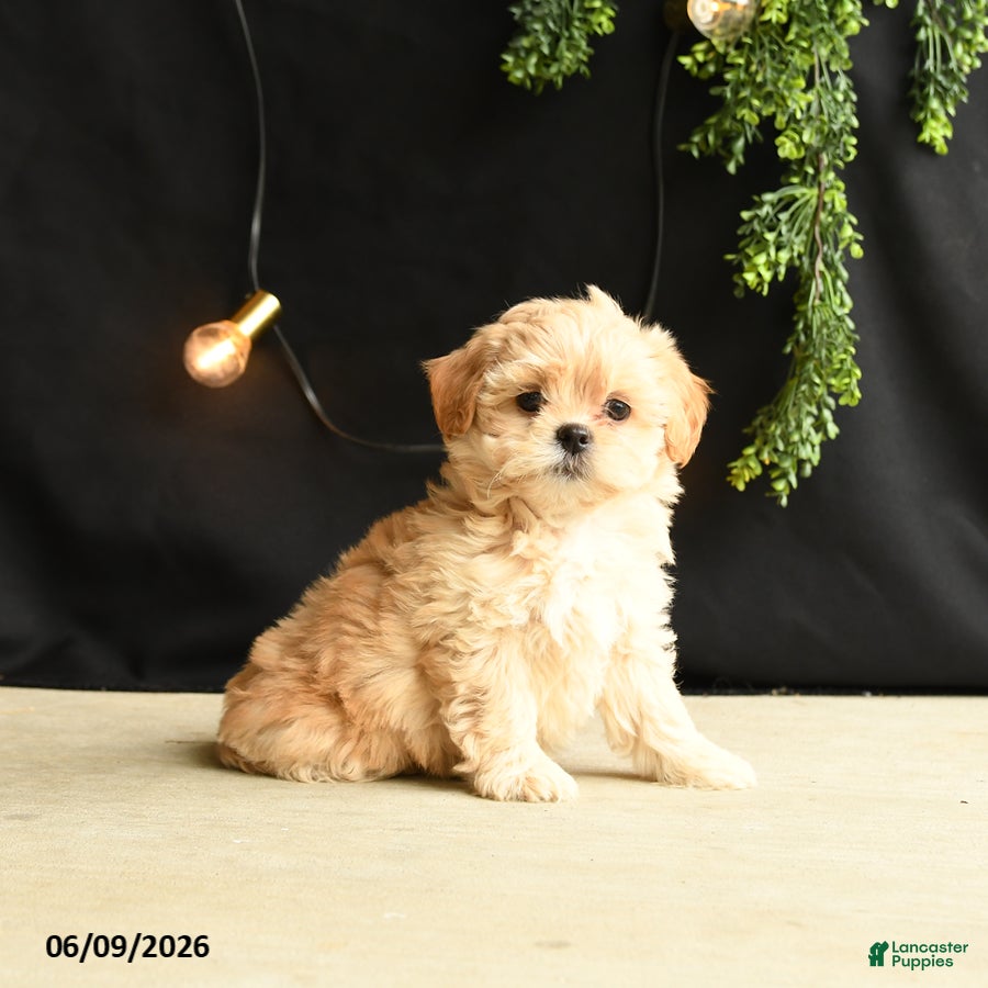 Mixed Breed dogs Lady - Ad 1