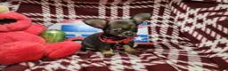 Chihuahua dogs for sale: Teddy Griz ( LH 6 lb) - Ad 4