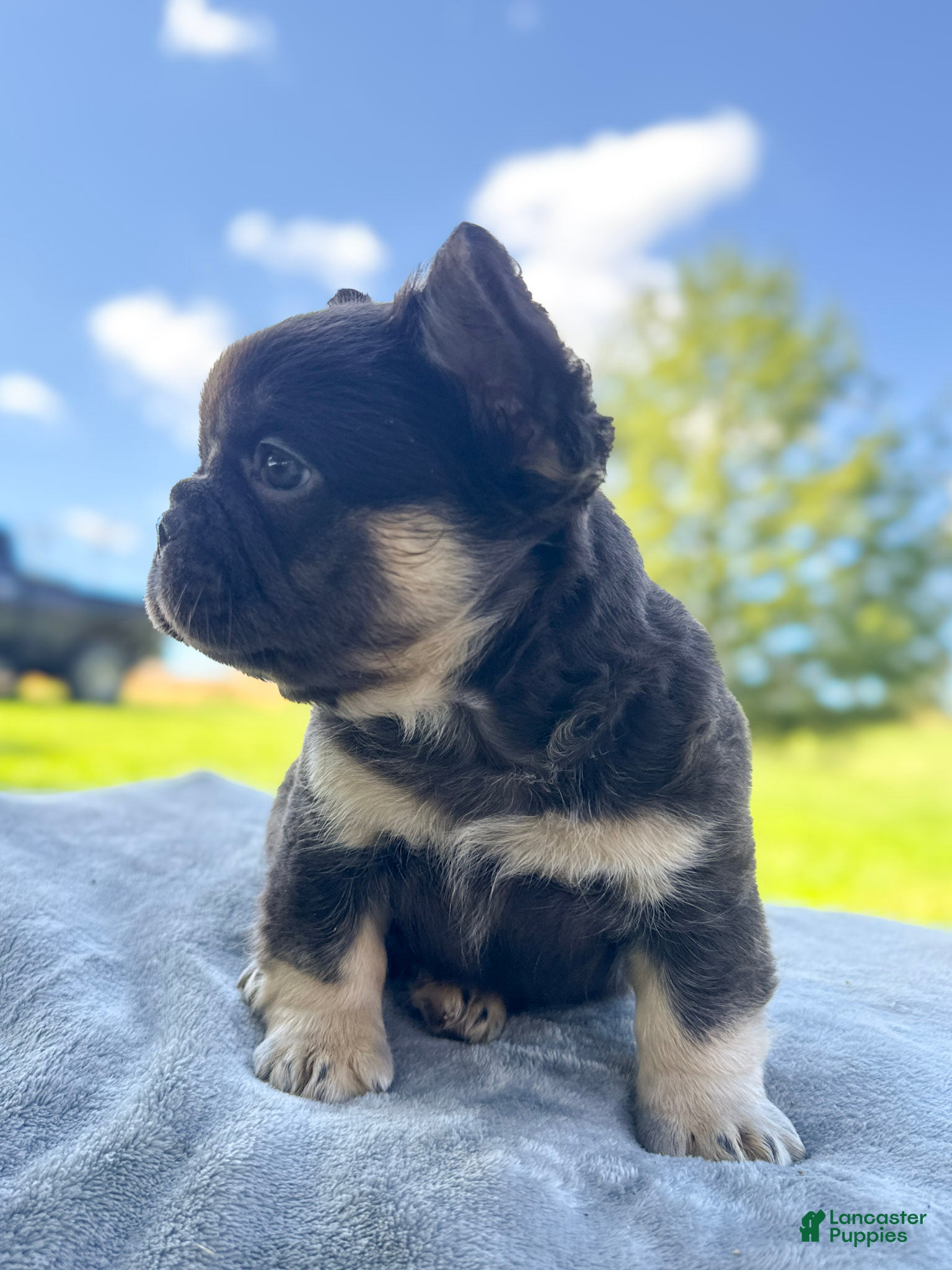 French Bulldog dogs for sale: Buster  - Ad 1