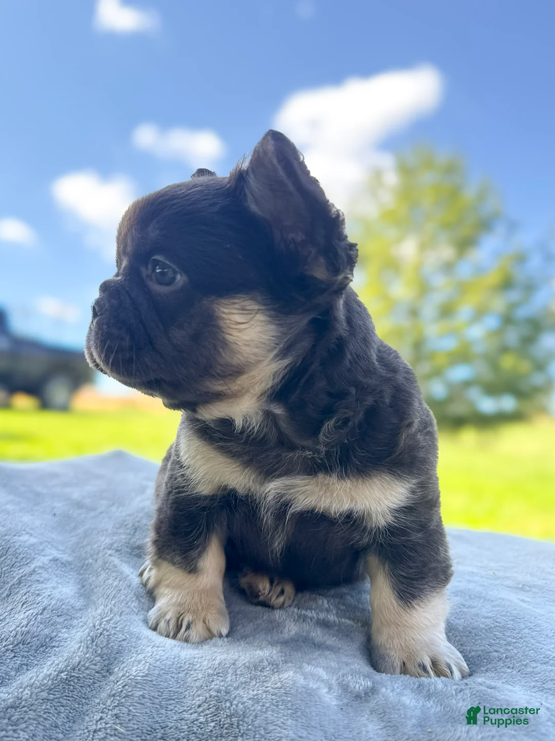 French Bulldog dogs for sale: Buster  - Ad 1