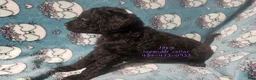 Standard Poodle dogs for sale: Josie - Ad 4