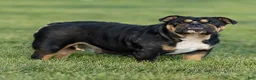 English Bulldog dogs for sale: Olive English Bulldog  - Ad 6