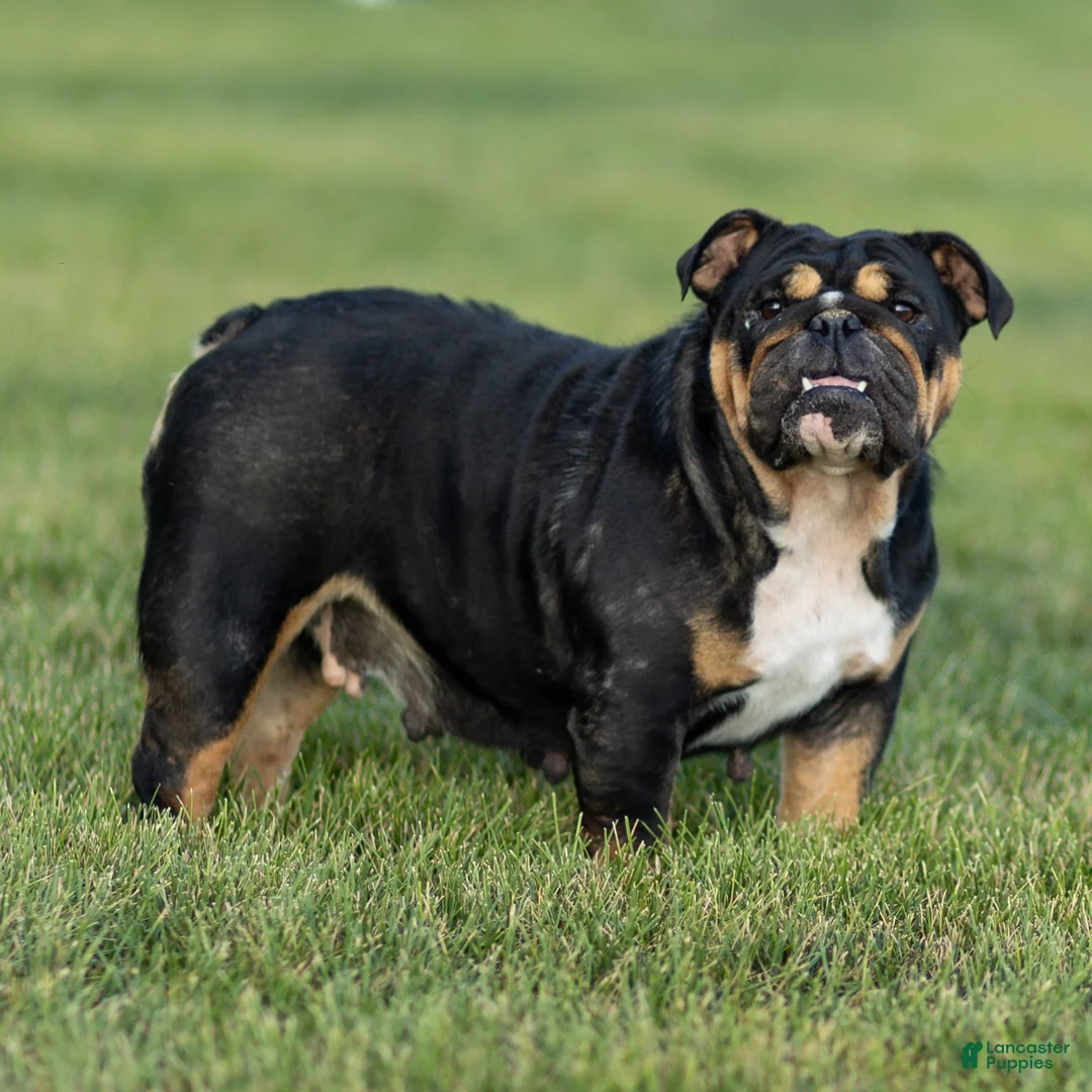 English Bulldog dogs for sale: Olive English Bulldog  - Ad 6