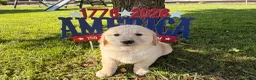 Golden Retriever dogs for sale: Patches  - Ad 3