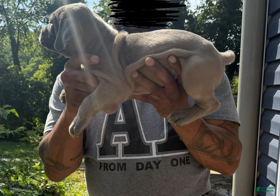 Cane Corso dogs for sale: Cane Corso 1 - Ad 2