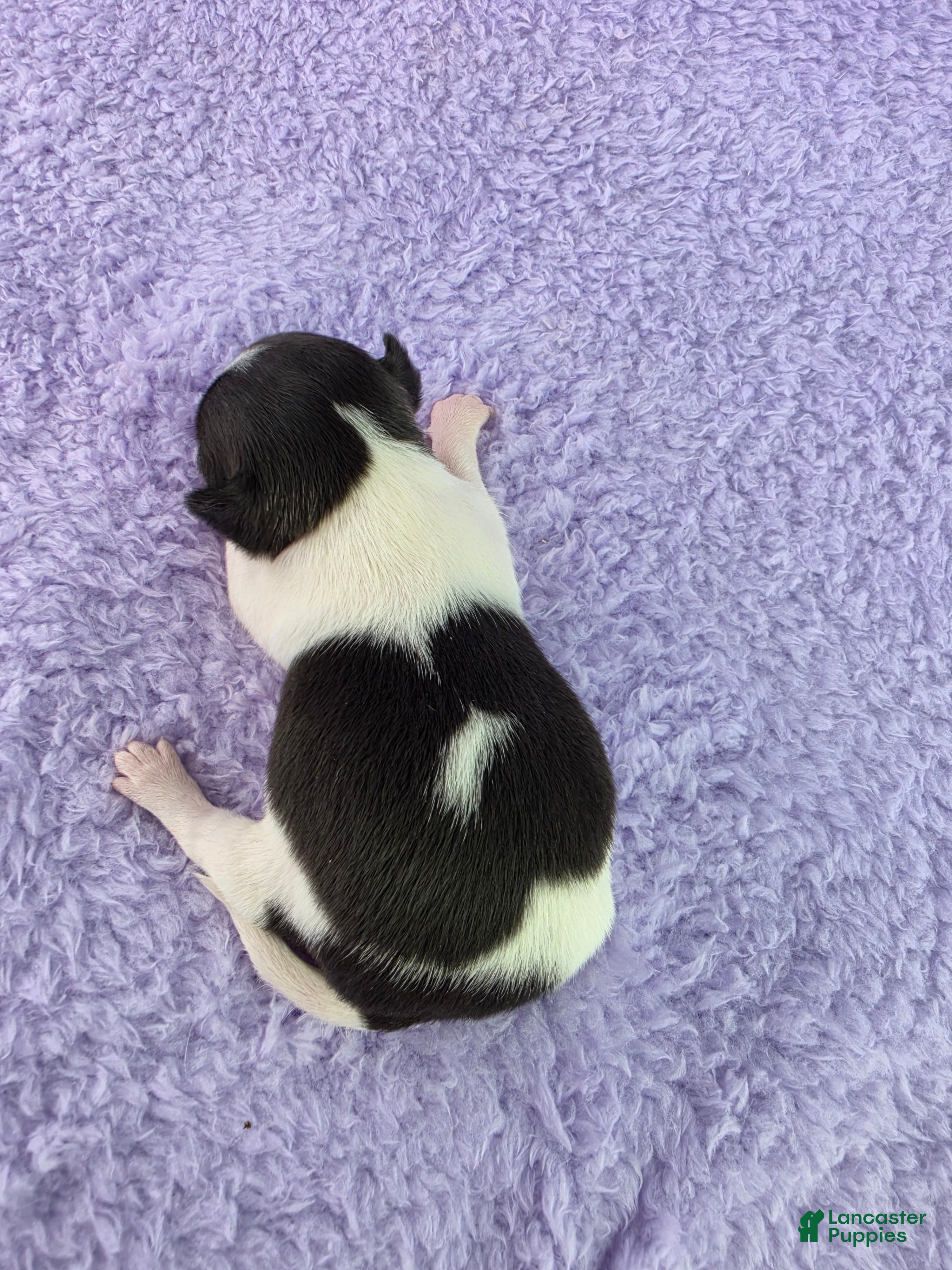 Chihuahua dogs AKC Fiona  - Ad 2