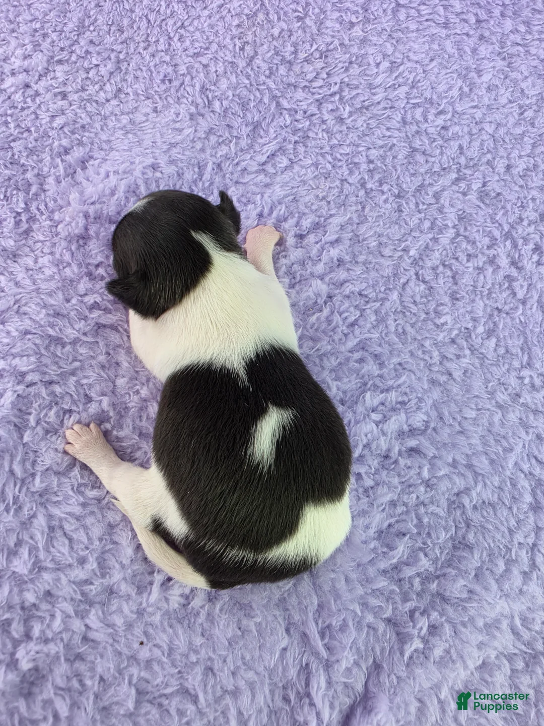 Chihuahua dogs for sale: AKC Fiona  - Ad 2