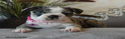 Boston Terrier dogs for sale: Paisley - Ad 4