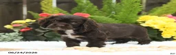 English Cocker Spaniel dogs for sale: Sundae - Ad 3