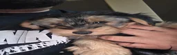 Yorkshire Terrier dogs for sale: COPPER - Ad 5