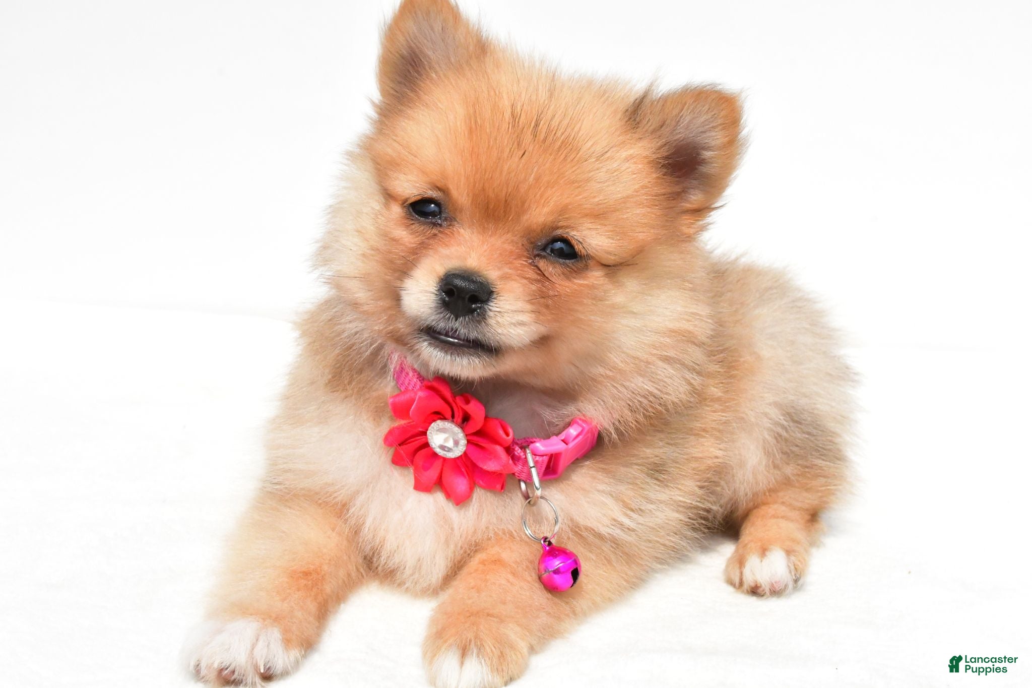 Pomeranian dogs Sadie - Ad 1