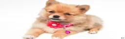 Pomeranian dogs for sale: Sadie - Ad 1