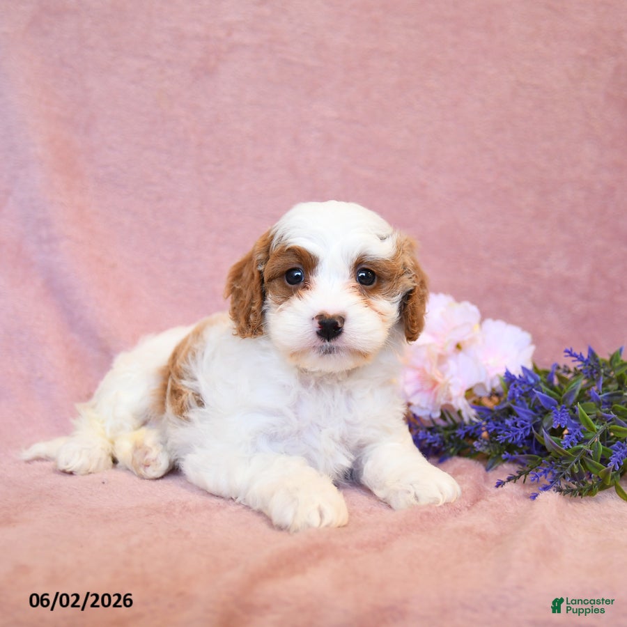 Cavapoo dogs Fancy - Ad 1