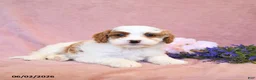 Cavapoo dogs for sale: Fancy - Ad 2