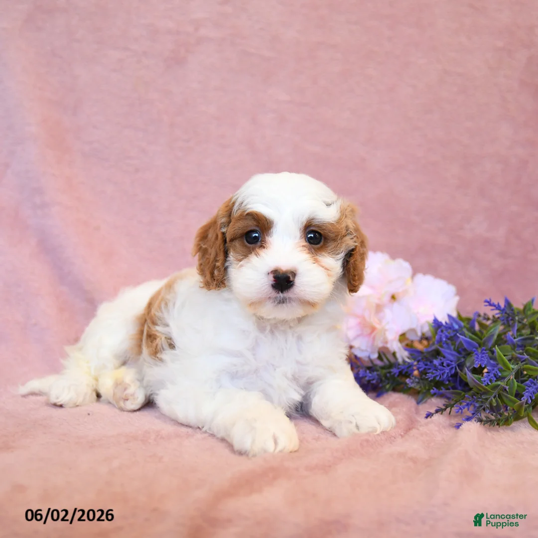 Cavapoo dogs for sale: Fancy - Ad 2