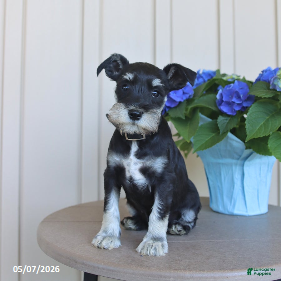 Miniature Schnauzer dogs Fern - Ad 2