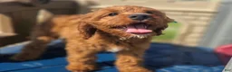 Cavapoo dogs for sale: Iceberg - Ad 7