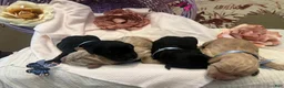 Labradoodle dogs for sale: Labradoodle Puppy 3 - Ad 2