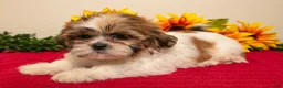 Shih Tzu dogs for sale: Marcie - Ad 3