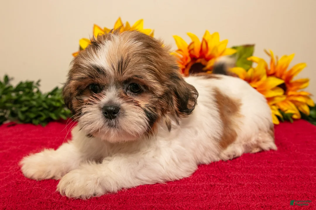 Shih Tzu dogs for sale: Marcie - Ad 3
