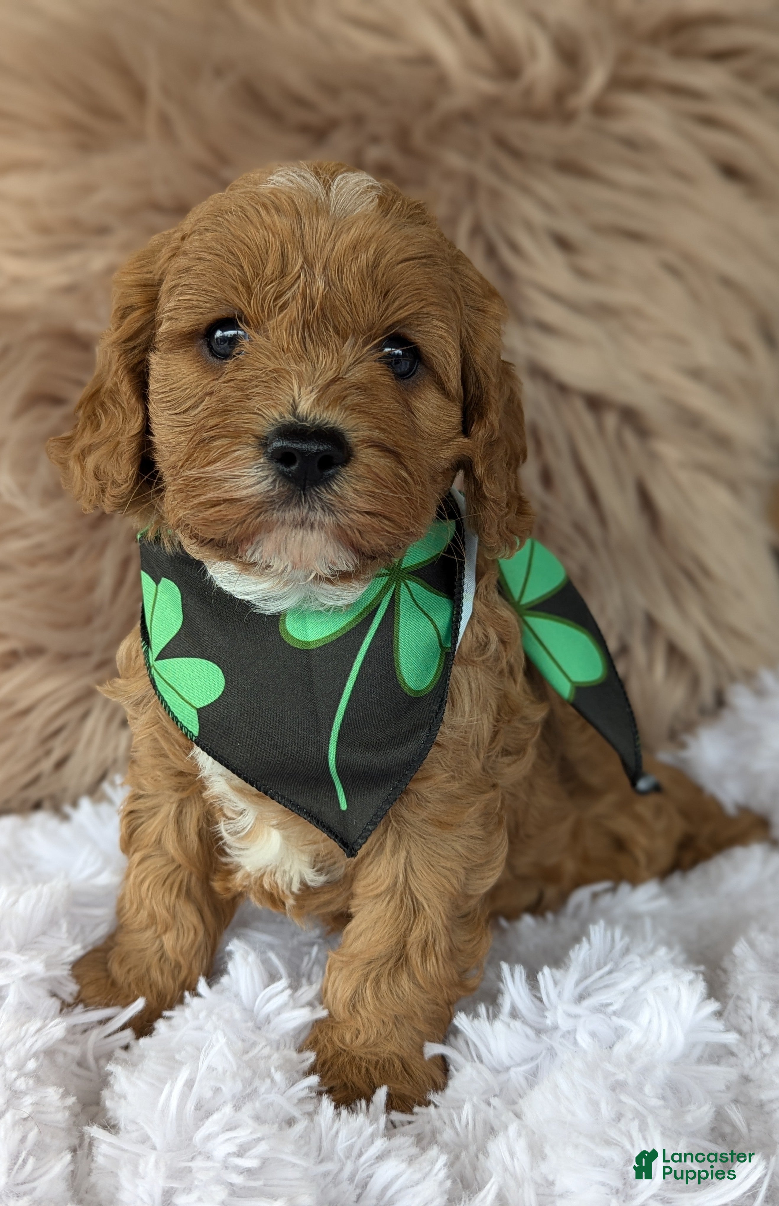 Cavapoo dogs Champ  - Ad 1